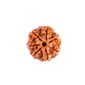 Rudraksha