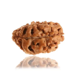 1 MUKHI Rudraksha