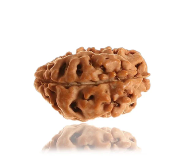 1 MUKHI Rudraksha