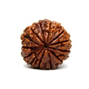 13 MUKHI Rudraksha