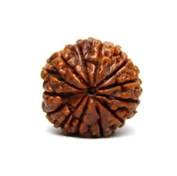 13 MUKHI Rudraksha