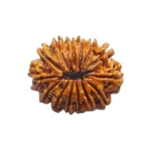 14 MUKHI Rudraksha