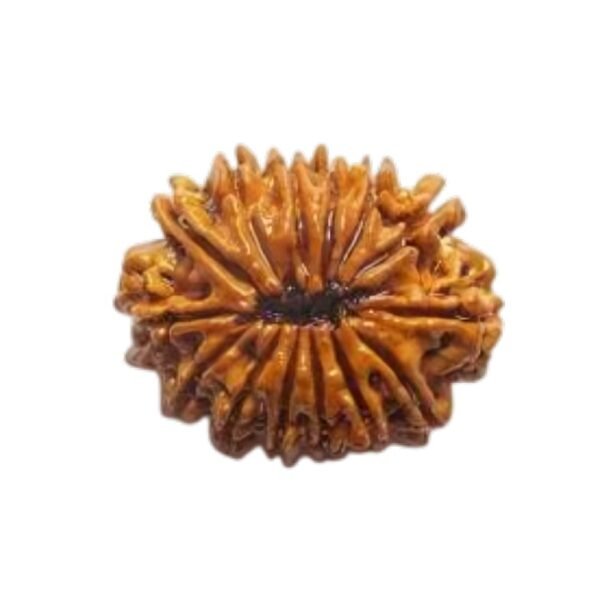 14 MUKHI Rudraksha