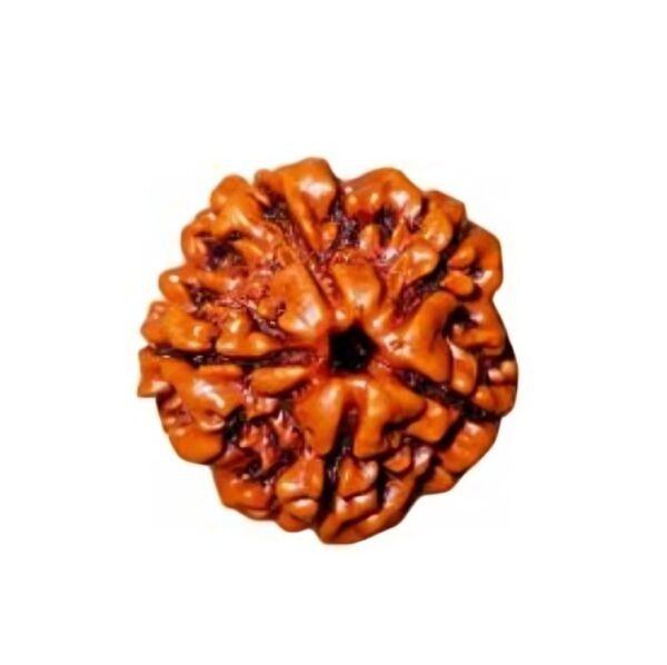 5 MUKHI Rudraksha