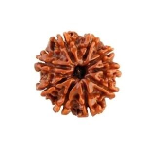 9 MUKHI Rudraksha