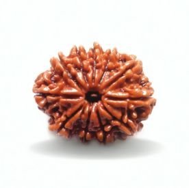 11 MUKHI Rudraksha