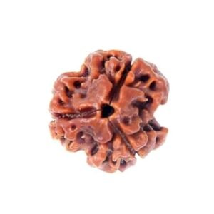 3 MUKHI Rudraksha