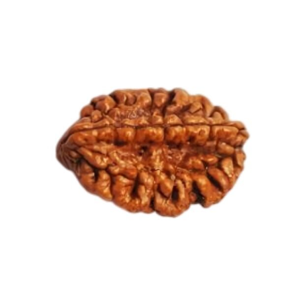 2 MUKHI Rudraksha