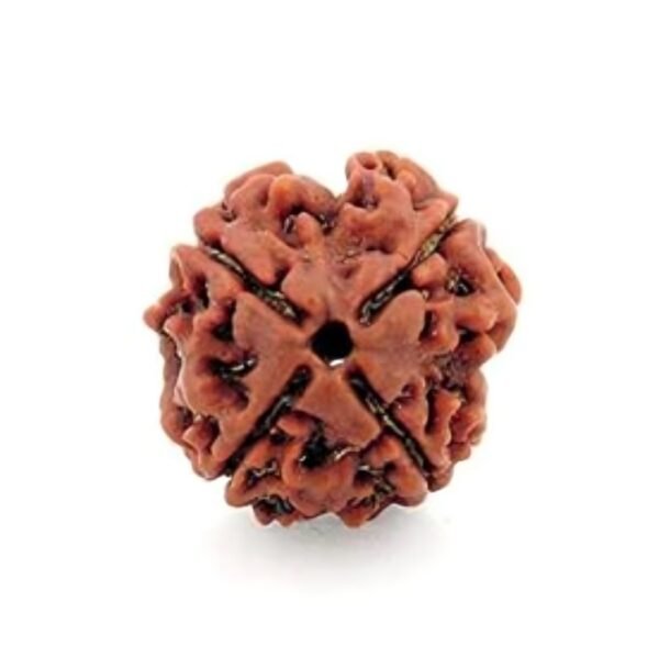 4 MUKHI Rudraksha