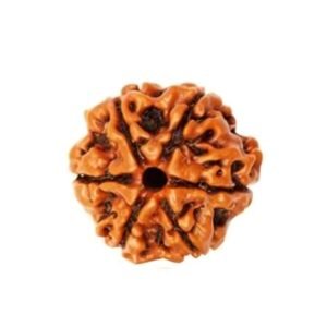 6 MUKHI Rudraksha