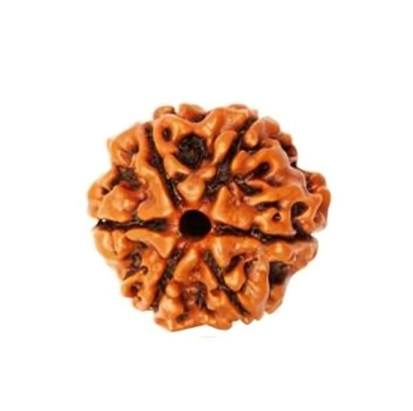 6 MUKHI Rudraksha