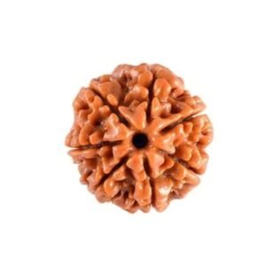 Rudraksha
