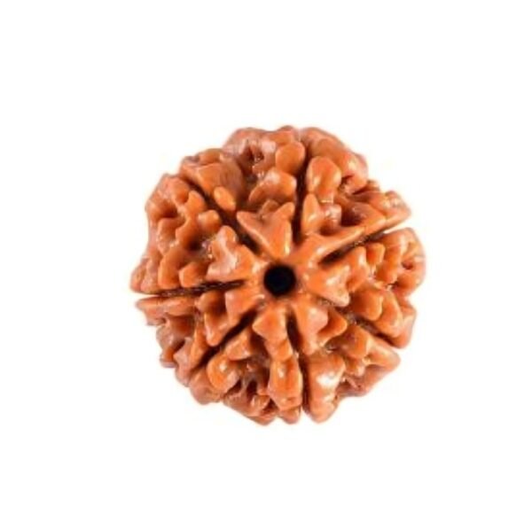 Rudraksha