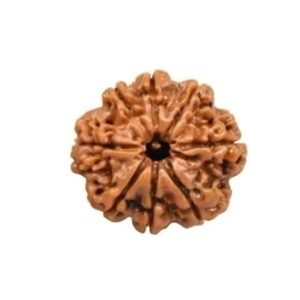 8 MUKHI Rudraksha