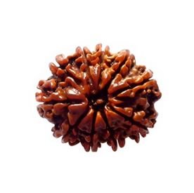 10 MUKHI Rudraksha