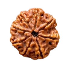 Rudraksha
